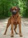 Родезийский риджбек щенки "отборное разведение" превью 938910.