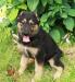 Щенки метисы овчарки в дар превью 938961.