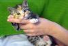 Котенок девочка 2 мес. ищед дом превью 930946.