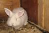 Кролики превью 939300.