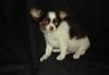 Чихуахуа д/ш мальчик 3 мес превью 939513.
