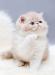 Персидские и экзотические к/ш котята превью 939866.