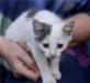 Превью Ласковый белый котёнок с серым ухом и хвостом в да Москва - 1