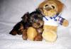 Щенки йоркширского терьера превью 942298.