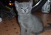 Продам котят породы "Русская голубая" превью 942481.