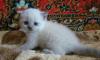 Превью Шотландские котята Нижний Новгород - 1