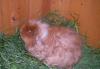 Морская свинка самочка мерино, не для разведения превью 942864.