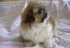 Роскошный малыш пекинеса-недорого превью 940369.