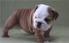Продам в Москве Прелестный английский бульдог ще превью 943591.