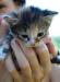 Отдам добрых и милых котят в добрые руки превью 943918.