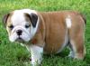 Бульдожата щенки из питомника превью 940474.