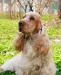 Английского кокер-спаниеля превью 944605.
