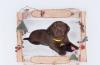 Лабрадор - шоколадные, палевые и чёрные щенки превью 945114.