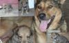 Отдам щенков немецкой овчарки в хорошие руки превью 945361.