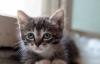 Отдаю котят, разные и очень красивые превью 945448.