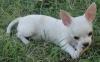 Чихуахуа -  красивые  щеночки, РКФ превью 945634.