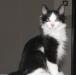 Черно-белый котик превью 946059.