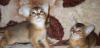 Абиссинские котята превью 946375.