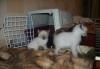 Превью Сиамские(тайские) котята Нижний Новгород - 2