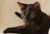 Бомбейский котенок в дар превью 946542.