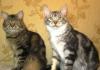 Превью Крупный котенок Мейн Кун Казань - 1