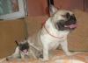 Щенки фр.бульдога удивительно-редких окрасов превью 946950.