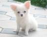 Чихуашки- выбор из 15 щенков (РКФ) превью 947197.