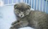 Британские и вислоухие котята превью 947233.