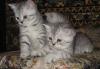 Серебристые затушеванные котята от1.5мес превью 947274.
