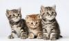 Британские мраморные котята превью 940879.