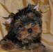 Щенки йоркширского терьера бейби-фейс ,вязки превью 940895.