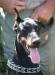 Отдается Доберман-девочка превью 948953.