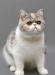 Экзотическая короткошёрстная кошечка превью 949757.
