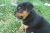 Щенок ротвейлера,крупная,яркая девочка превью 949924.