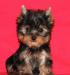 Щенки йоркшира на Ваш выбор по размеру превью 950060.