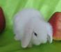 Белые львиноголовые карликовые крольчата превью 950121.