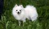 Шпиц немецкий белого окраса превью 951445.