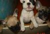 Продаю редких палевых щенков превью 951790.