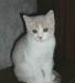 Британский котенок с родословной (недорого) превью 951841.