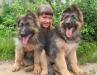 Немецкой овчарки щенки и подростки превью 952225.