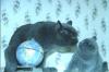 Превью Выставка котят разных пород Москва - 1