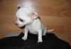 Алиментный Бело-Кремовый  мальчик чихуаху г/ш превью 952425.
