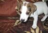 Kлyбные щенки Джек Рассел терьера превью 950362.