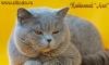 Питомник британских кошек "Лия" превью 954383.