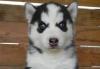 Голубоглазые черно-белые щенки хаски превью 954485.