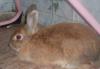 Отдам кролика бесплатно превью 954668.
