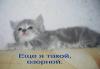 Превью Отличные котята от шикарного папы,смотрите Москва - 3