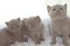 Шотландские котята превью 955269.