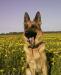 Превью Щенки немецкой овчарки Санкт-Петербург - 4