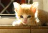 Отдаются котята превью 955599.